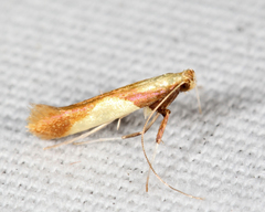 Caloptilia superbifrontella