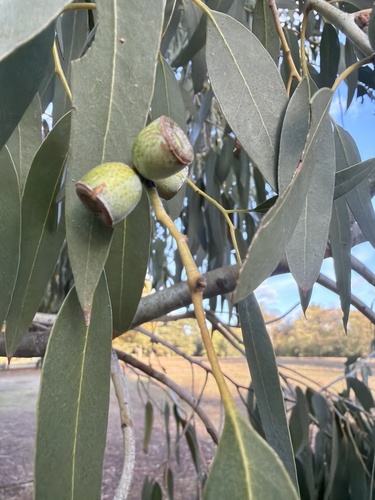 Eucalyptus gunnii observed 2026-10-22