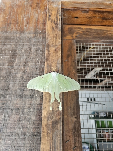 North American Luna Moth photograph by the iNaturalist community