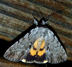 Catocala gracilis