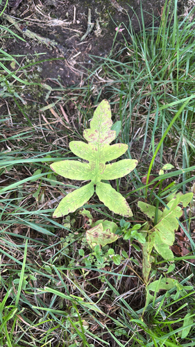 sensitive fern photograph by the iNaturalist community
