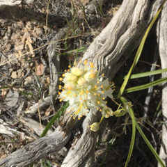 Toxicoscordion venenosum