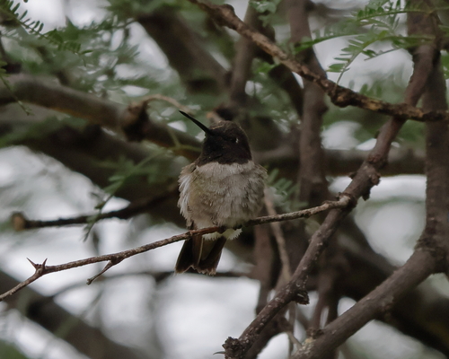 Colibrí Barba Negra