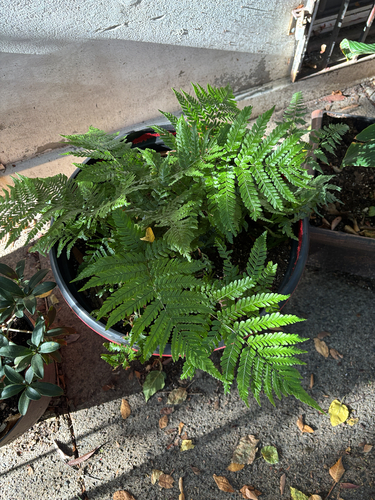 Dryopteris erythrosora observed 2026-10-23