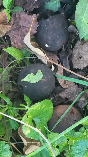 eastern black walnut photograph by the iNaturalist community