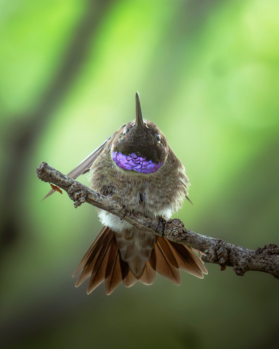 Black-chinned Hummingbird