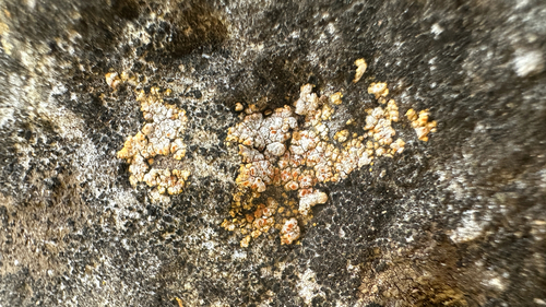Caloplaca galactophylla