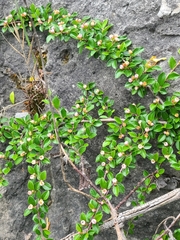 Cotoneaster divaricatus