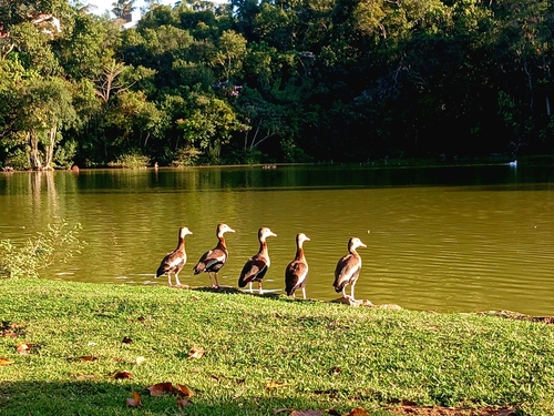 iNaturalist image