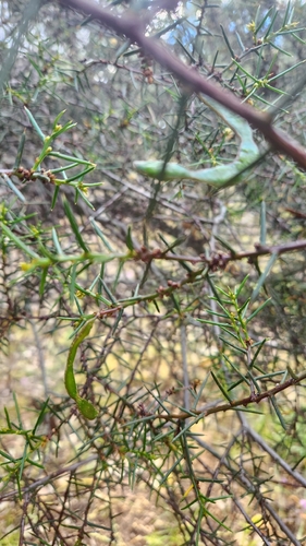 Acacia genistifolia, 2026-10-23