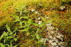 Moehringia macrophylla