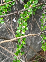 Cotoneaster divaricatus