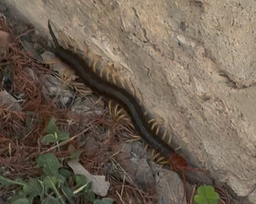 Giant Desert Centipede