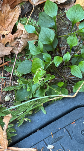 Pacific chorus frog photograph by the iNaturalist community