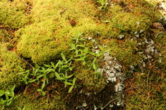 Moehringia macrophylla