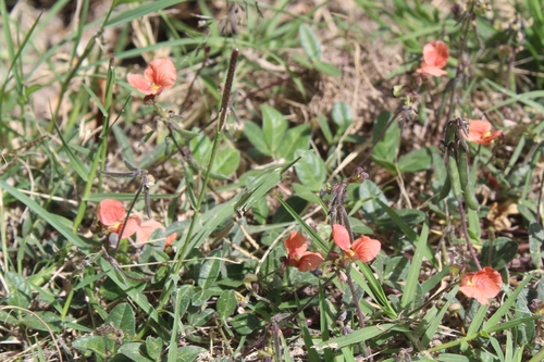 Macroptilium gibbosifolium, 2026-10-23