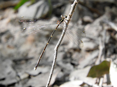 Episynlestes albicaudus