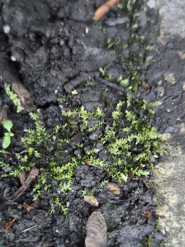 Oxyrrhynchium hians observed 2026-10-23