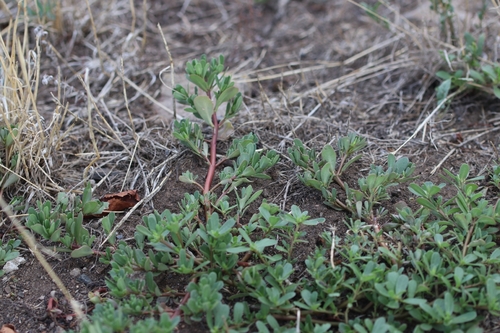 Common Purslane photograph by the iNaturalist community