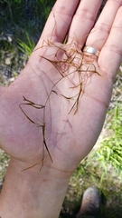 Potamogeton pusillus ssp. pusillus