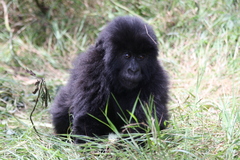 Gorilla beringei beringei