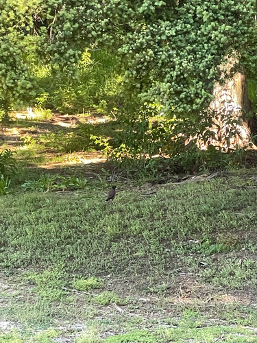 iNaturalist image