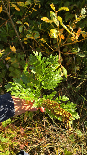 Rutaceae observed 2026-10-23