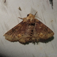 Pericyma cruegeri
