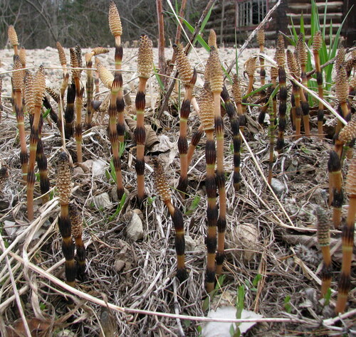 field horsetail photograph by the iNaturalist community
