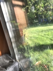 Bittacomorpha occidentalis