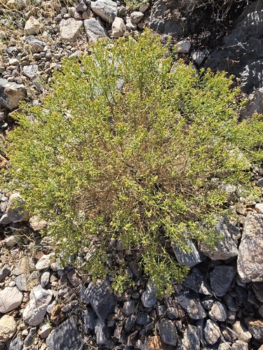 sticky snakeweed