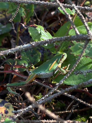 Pacific chorus frog photograph by the iNaturalist community
