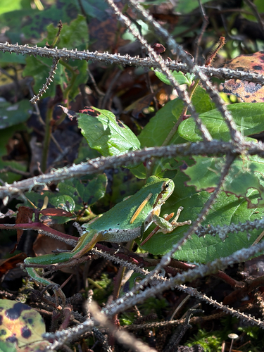 Pacific chorus frog photograph by the iNaturalist community