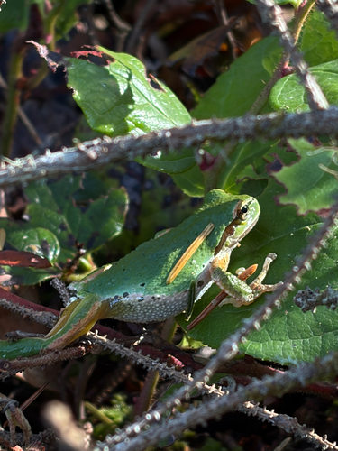 Pacific chorus frog photograph by the iNaturalist community