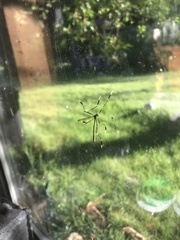 Bittacomorpha occidentalis