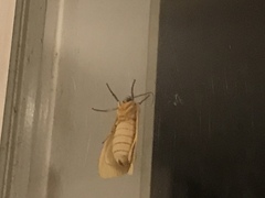 Pareuchaetes insulata