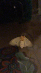 Pareuchaetes insulata