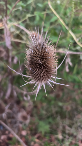 wild teasel photograph by the iNaturalist community