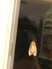 Pareuchaetes insulata