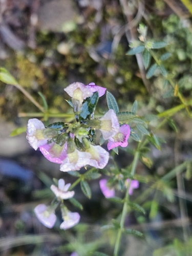 Mirbelia rubiifolia, 2026-10-24