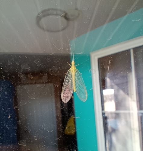 Weeping Green Lacewing
