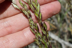 Melica californica