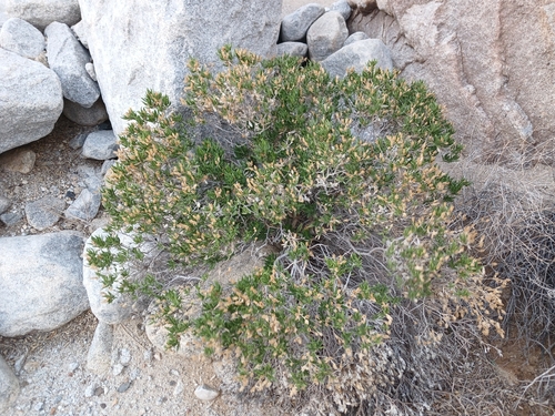 Trixis californica