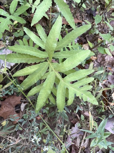 sensitive fern photograph by the iNaturalist community