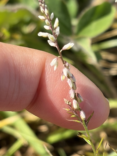 Polygala paniculata observed 2026-10-23