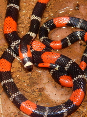 Micrurus lemniscatus