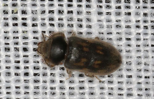 Heterocerus flindersi