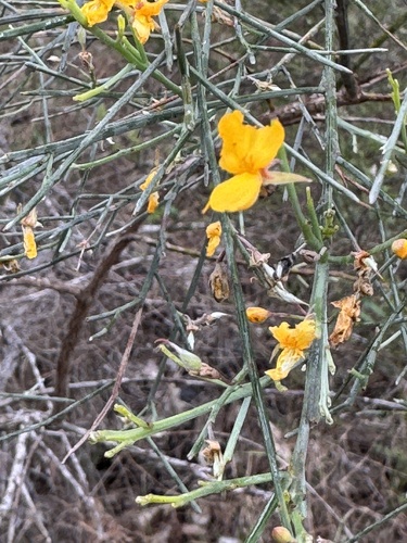 Jacksonia scoparia observed 2026-10-23