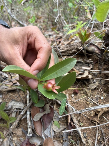 Eugenia involucrata observed 2026-10-03