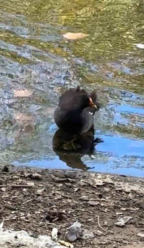 iNaturalist image